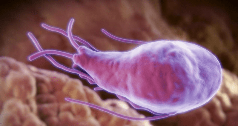 Alvéococcus et echinococcus