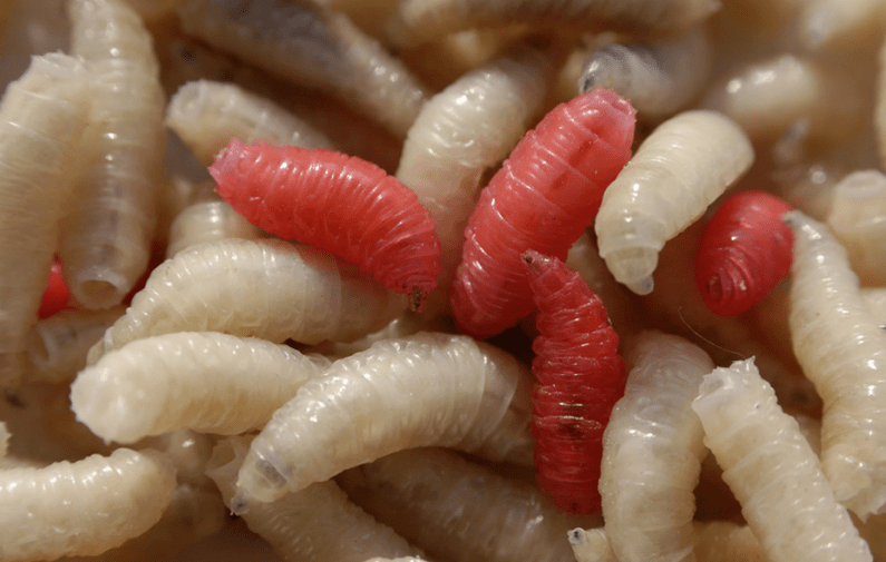 Types de parasites