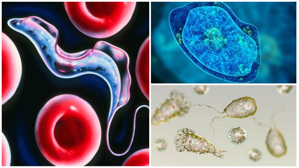 Types de parasites protozoaires