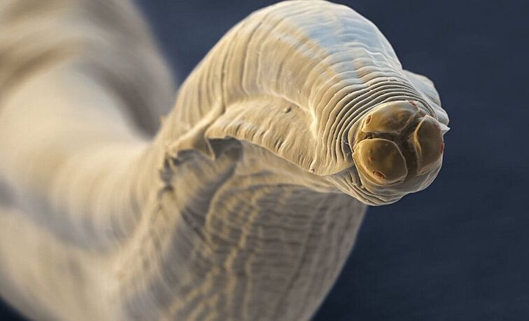 Ver parasite du corps humain
