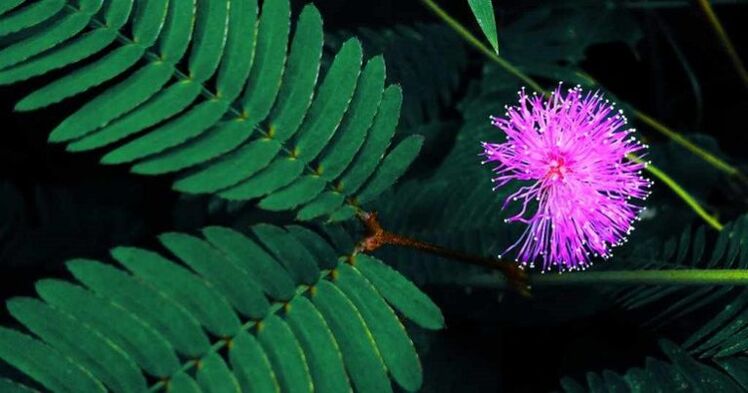 Les graines de mimosa pudica aident à éliminer les parasites du corps