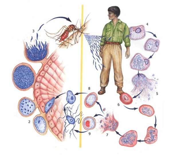 Voies de reproduction des parasites les plus simples